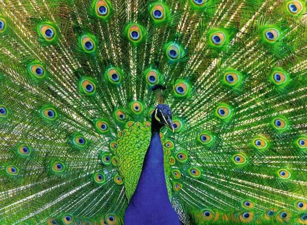 Ravensburger Puzzle &quot;Pfau&quot; 500 Teile