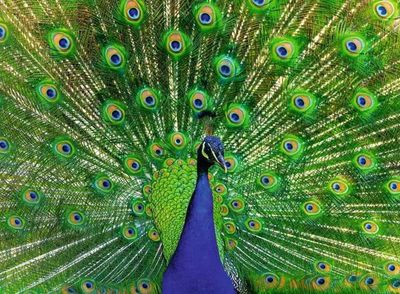 Ravensburger Puzzle &quot;Pfau&quot; 500 Teile