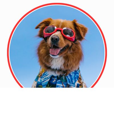 Hundebekleidung