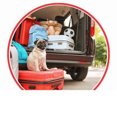 Taschen &amp; Gepäck