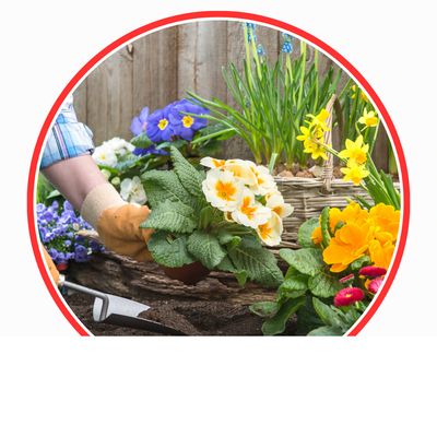 Blumen &amp; Pflanzen