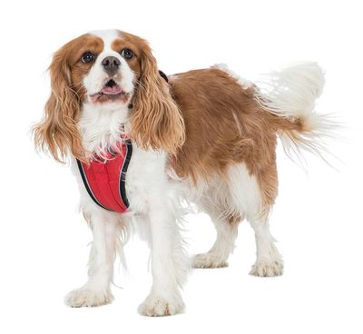 Trespass MINI TANKED - dog harness
