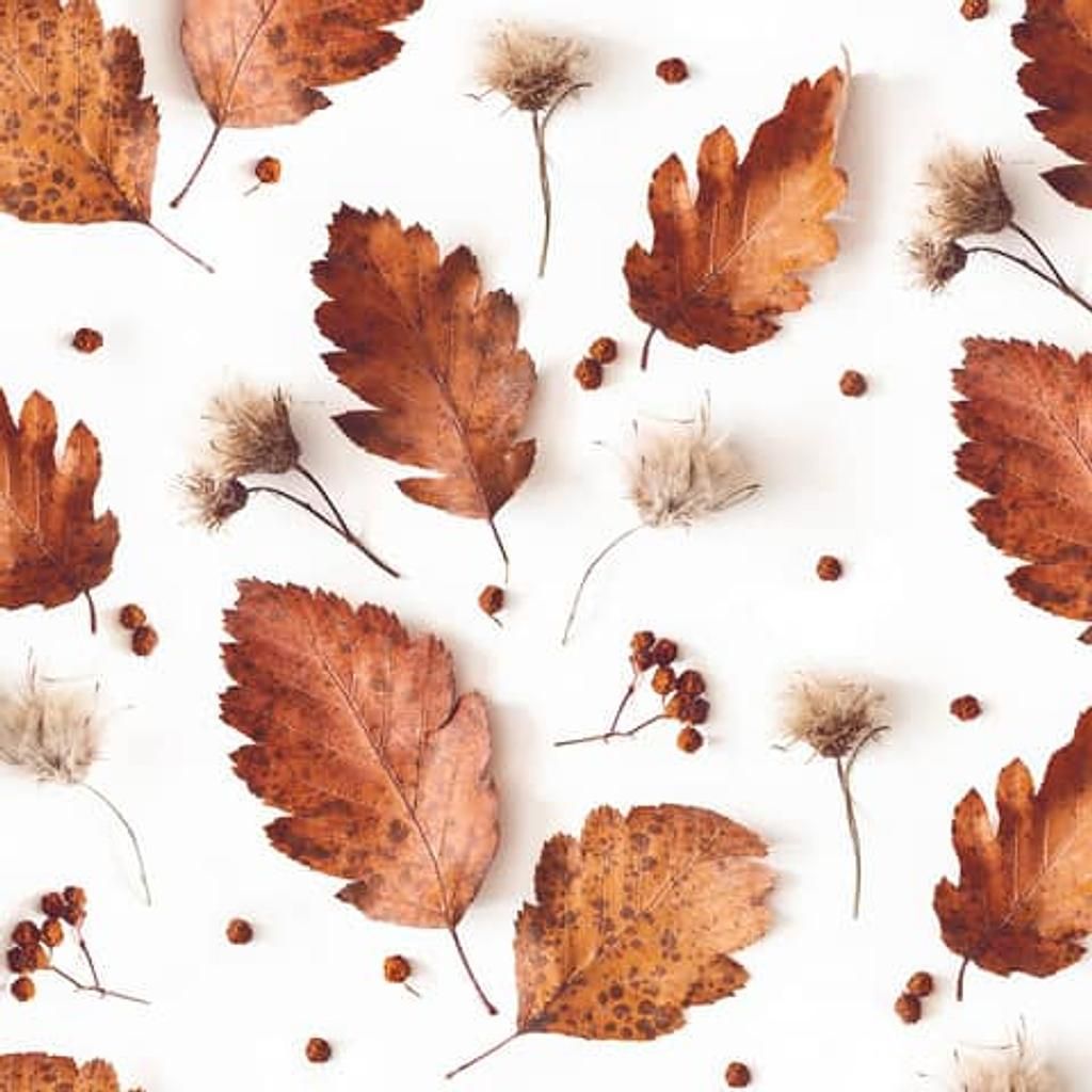 Braun&amp;Company paper napkins "Autumn Leaves"