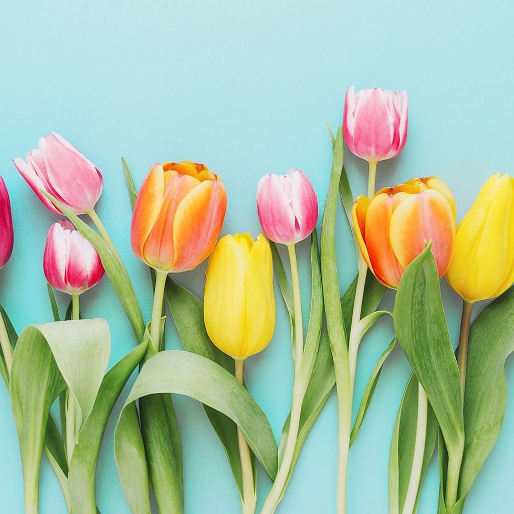 Braun&amp;Company Papierservietten "Tulpen"