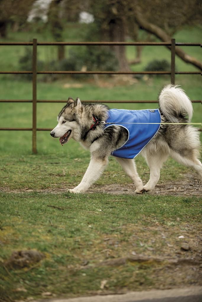 Trespass ALASKA - Dog Cooling Vest