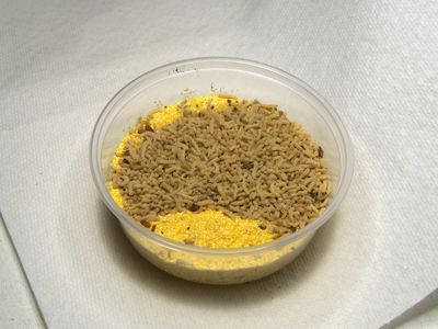 Housefly maggots in cornmeal