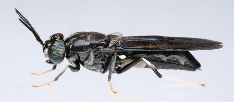 Black Soldier Flies