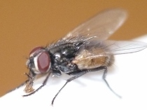 Feeder Insects