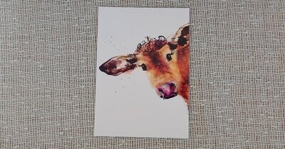 Inky Cow Postcard