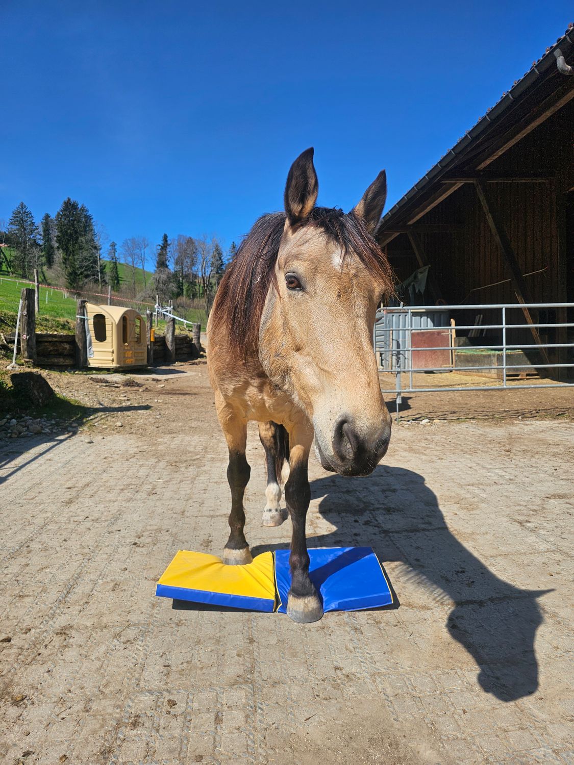 Equigym Matten 100*100*5cm zum Kletten
