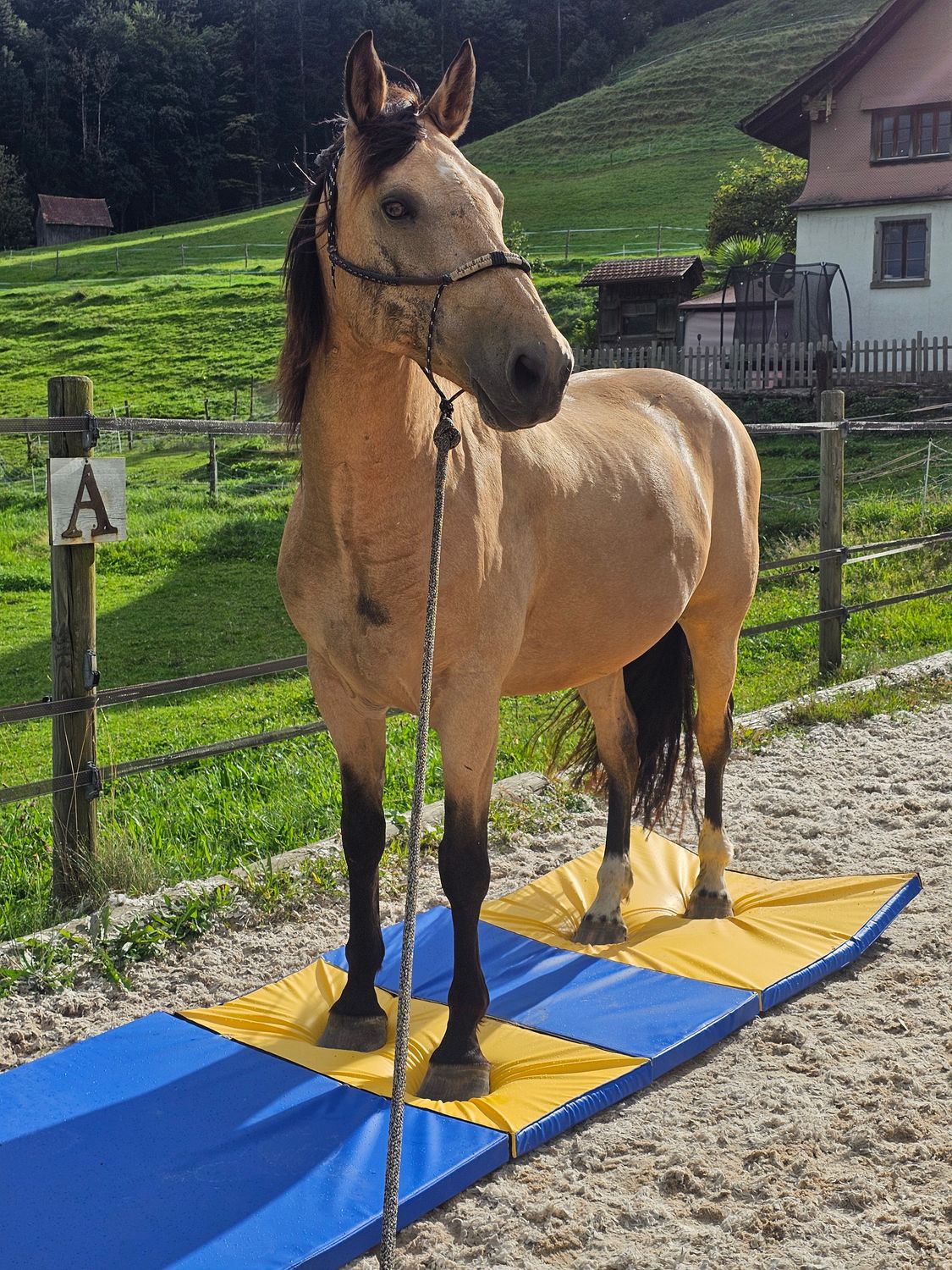 Equigym Matten 100*100*5cm zum Kletten