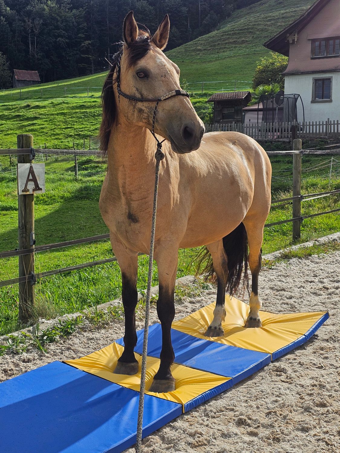 Equigym Matten 100*100*8cm zum Kletten