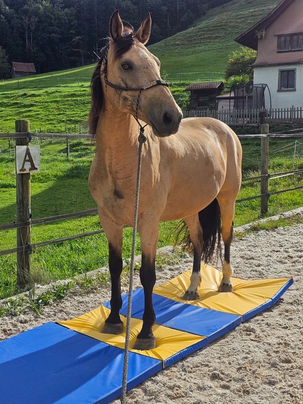 Equigym Matten 100*100*8cm zum Kletten