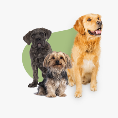 PERROS