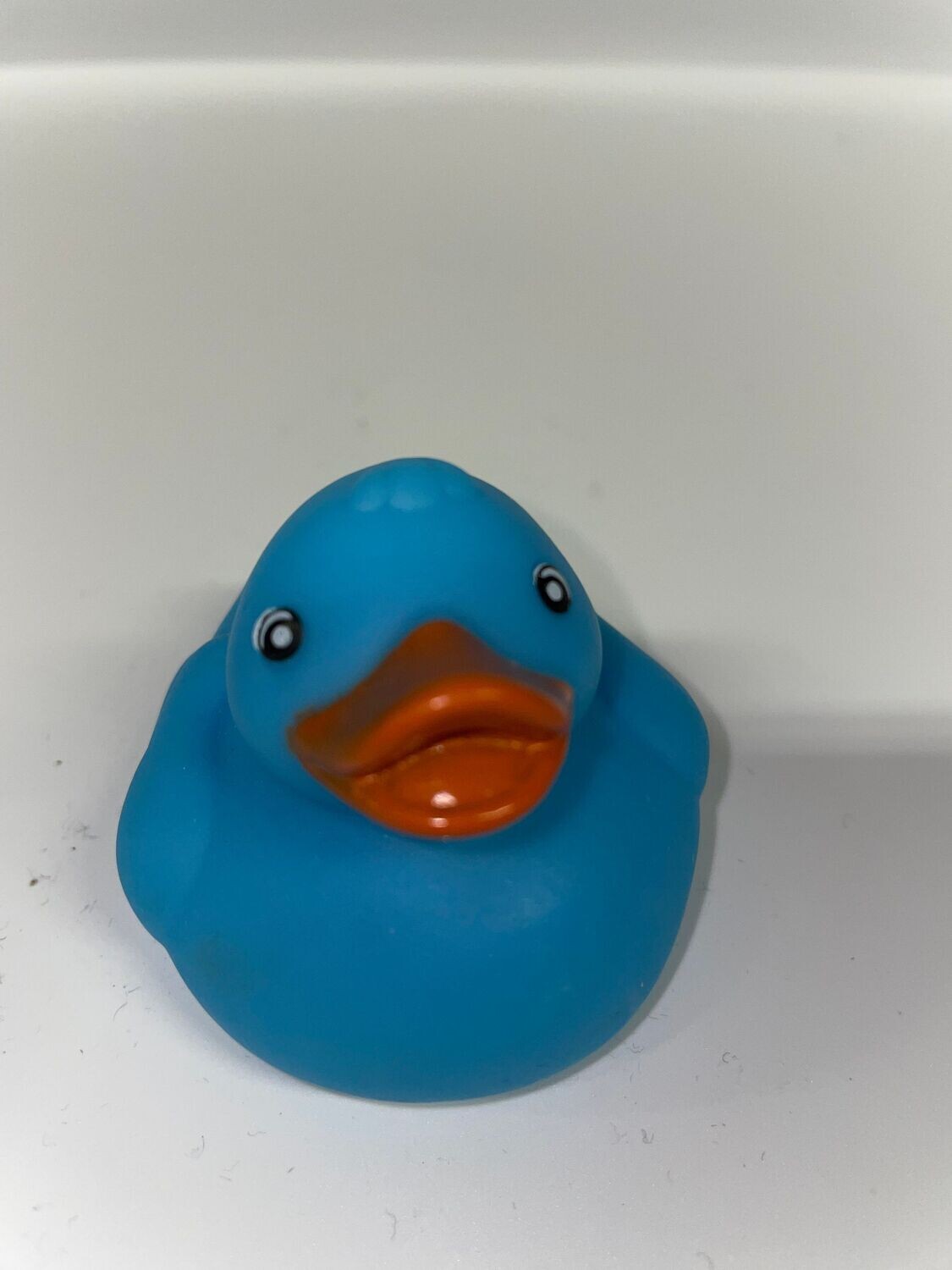 Blue Duck