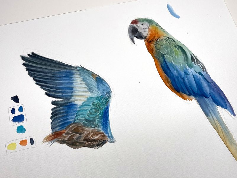Durer's Wing + Parrot
