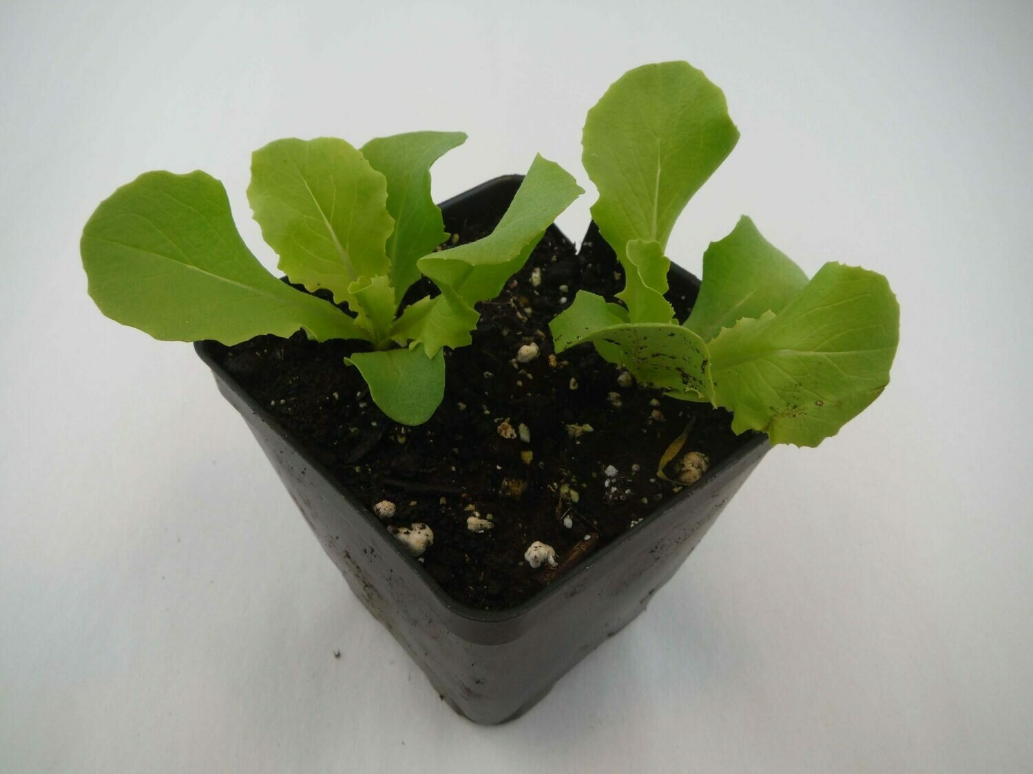 Lettuce Seedling (2 per pot) Lettuce Seedling (2 per pot)