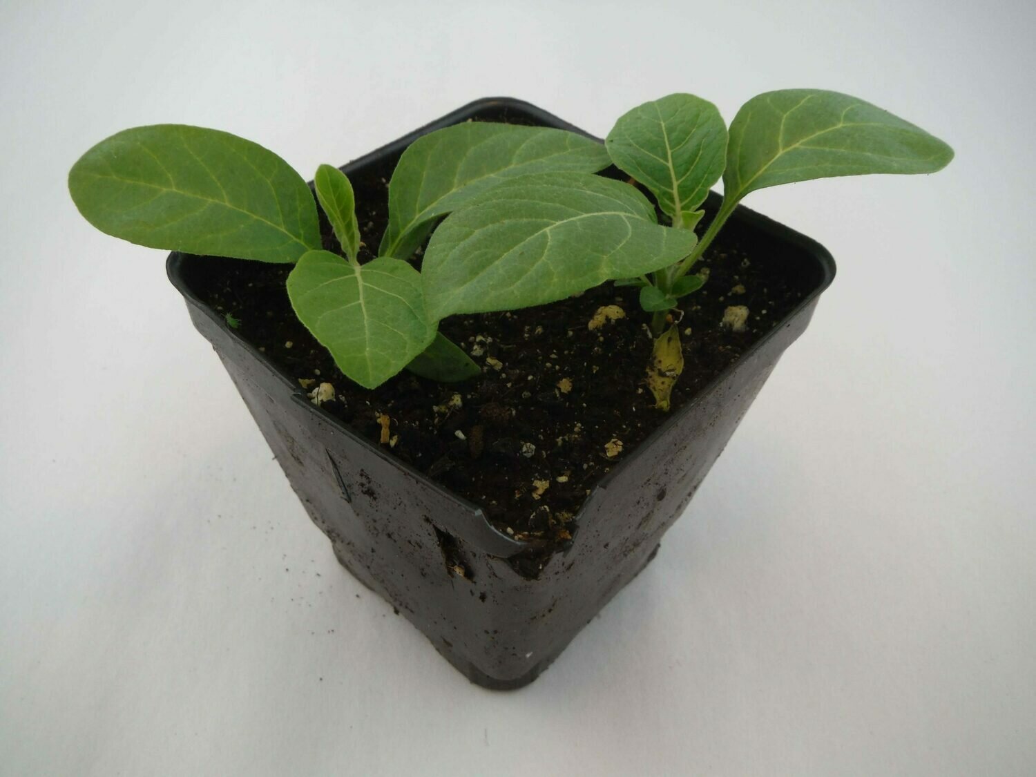 Eggplant Seedling (2 per pot) Eggplant Seedling (2 per pot)