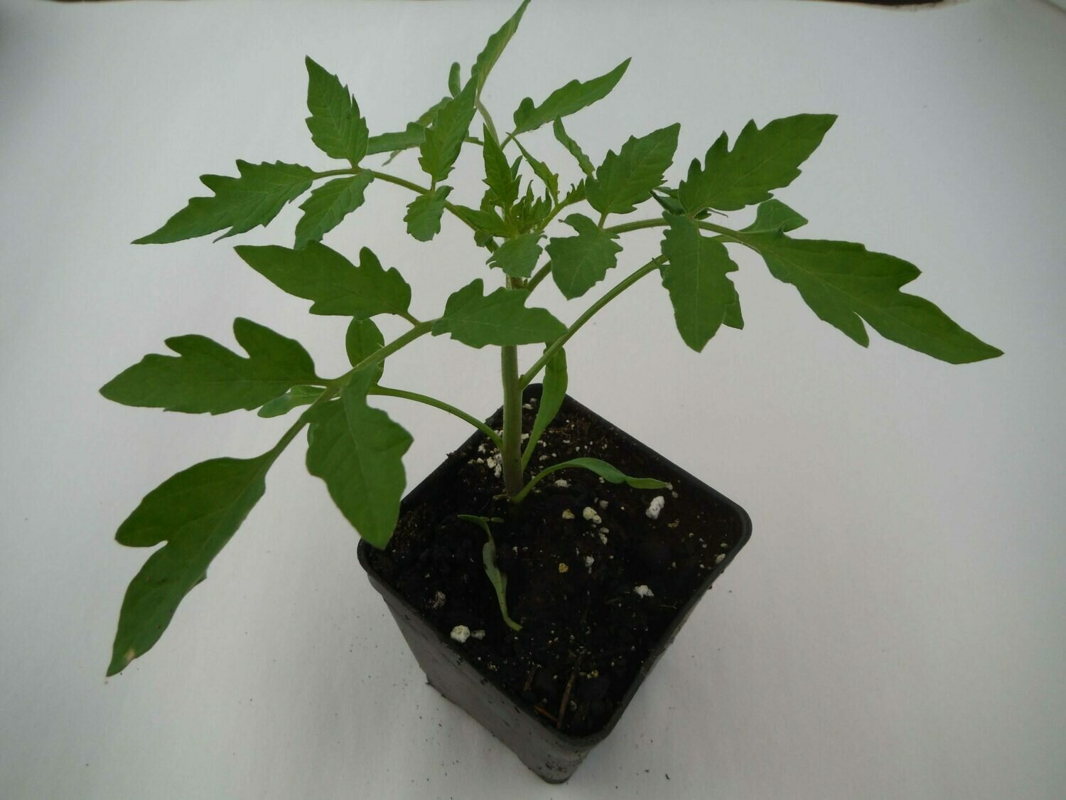 Tomato Seedling (1 per pot) Tomato Seedling (1 per pot)