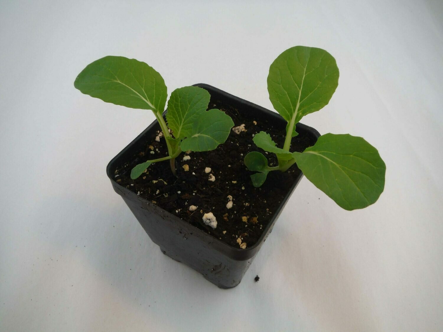 Bok Choy Seedling (2 per pot) Bok Choy Seedling (2 per pot)