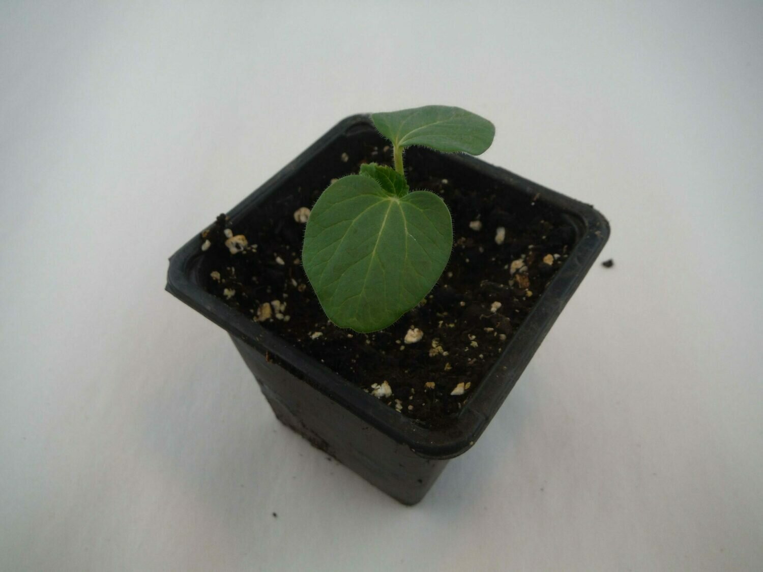 Okra Seedling (1 per pot) Okra Seedling (1 per pot)