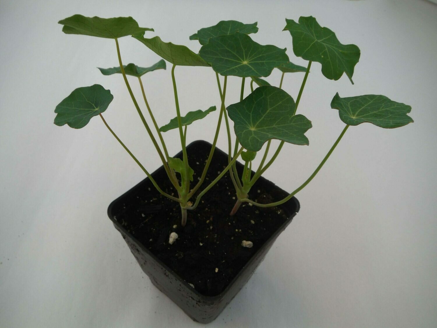Nasturtium Seedling (2 per pot) Nasturtium Seedling (2 per pot)