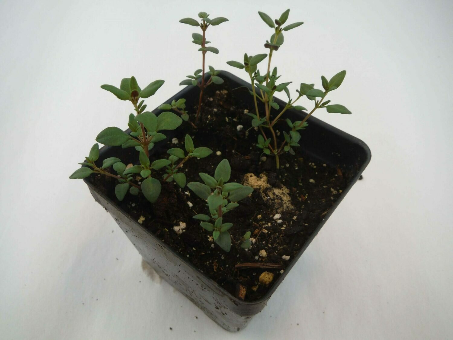 Thyme Seedling (4 per pot) Thyme Seedling (4 per pot)