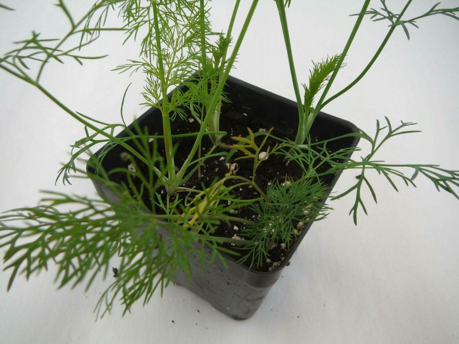 Dill Seedling (4 per pot) Dill Seedling (4 per pot)