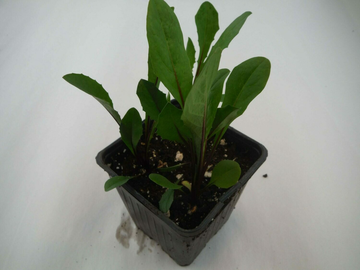 Escarole Seedling (4 per pot) Escarole Seedling (4 per pot)