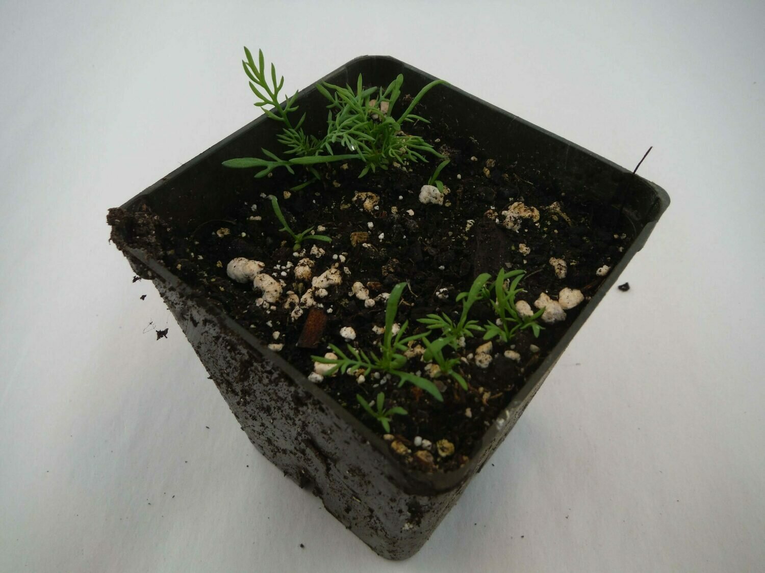 Chamomile Seedling (4+ per pot) Chamomile Seedling (4+ per pot)