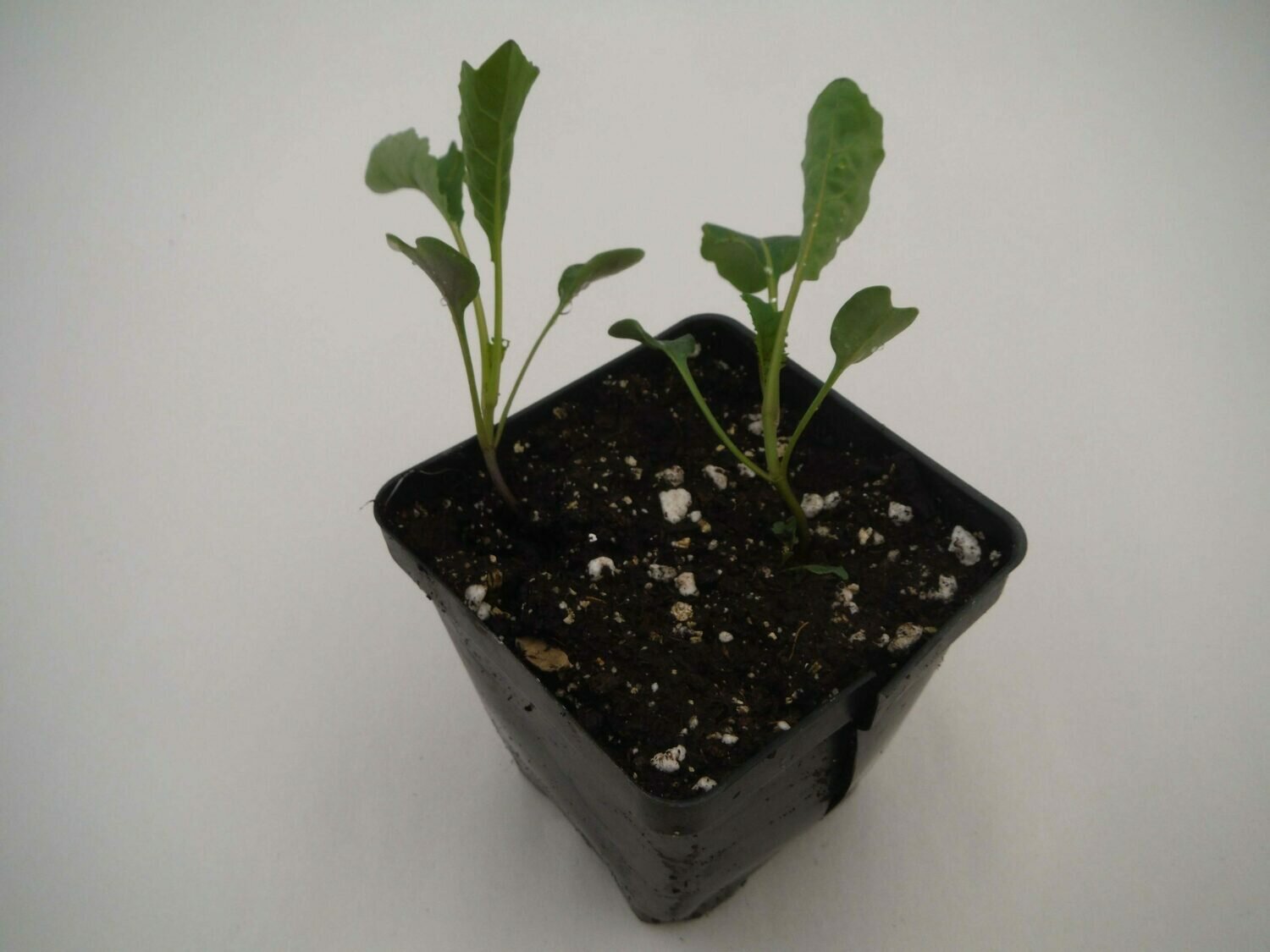 Kale Seedling (2 per pot) Kale Seedling (2 per pot)