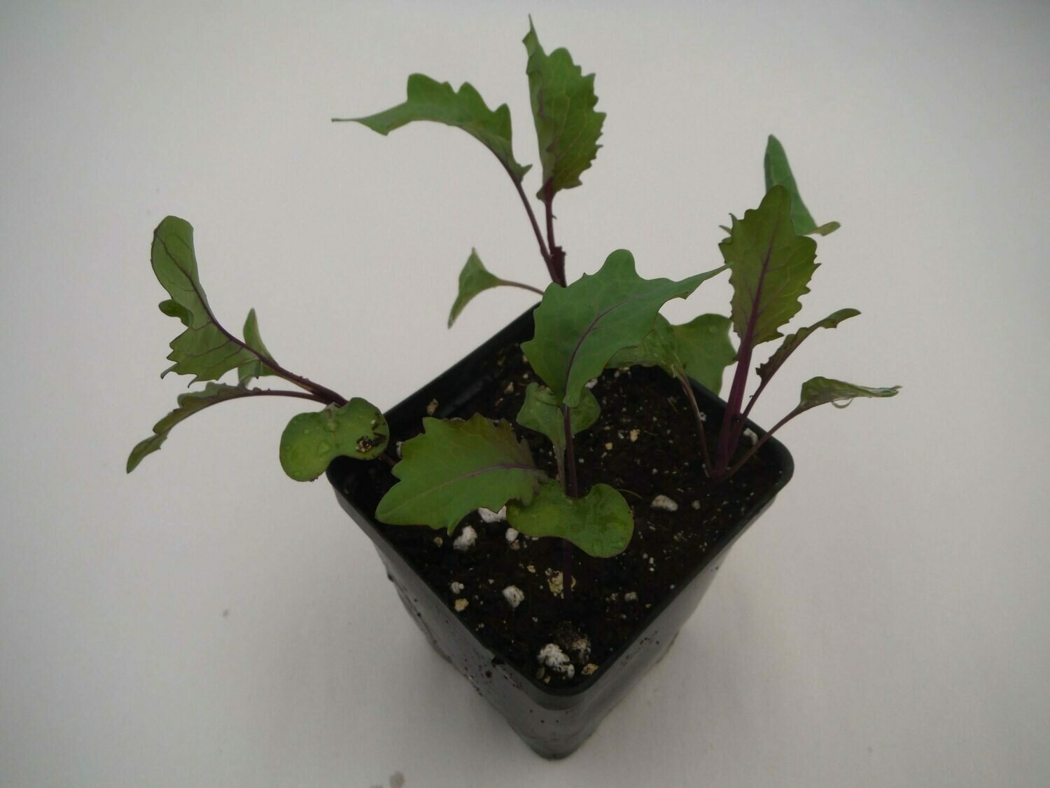 Kohlrabi Seedling (4 per pot) Kohlrabi Seedling (4 per pot)