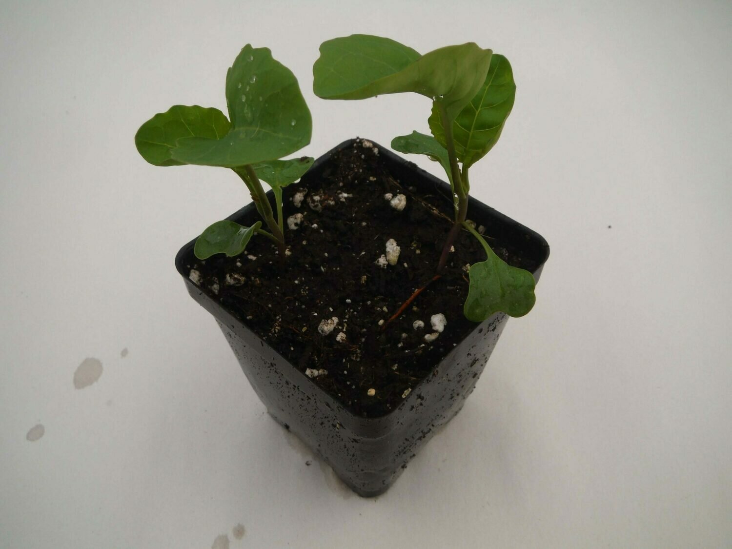 Gai Lan Seedling (2 per pot) Gai Lan Seedling (2 per pot)