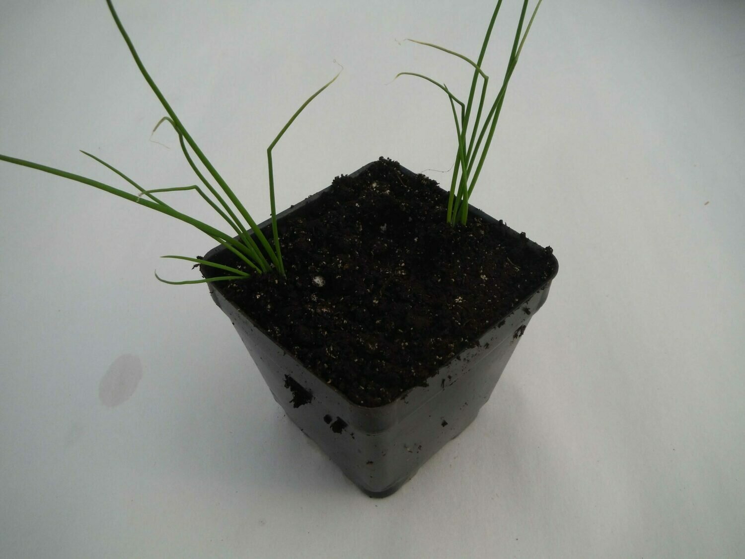 Onion Seedling (8 per pot) Onion Seedling (8 per pot)