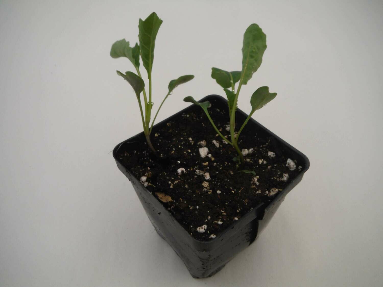 Kale Seedling (Lacinato type; 2 per pot) Kale Seedling (Lacinato type; 2 per pot)