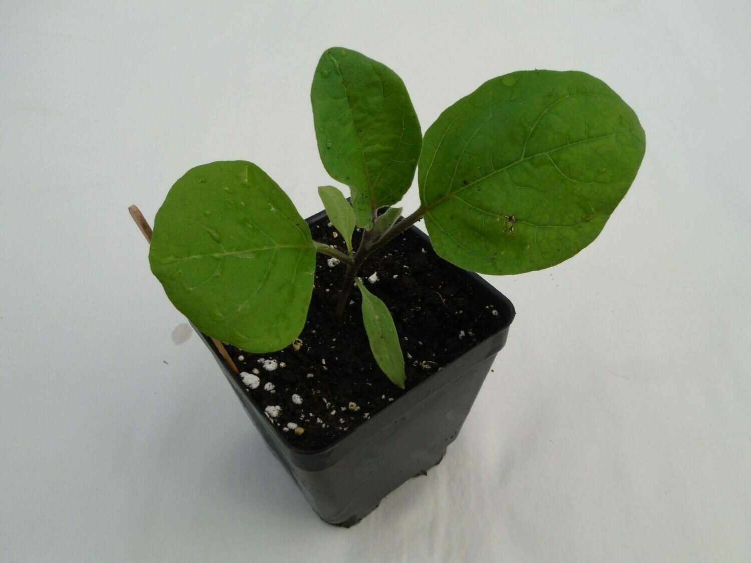 Eggplant Seedling - Var: Traviata (1 per pot) Eggplant Seedling - Var: Traviata (1 per pot)