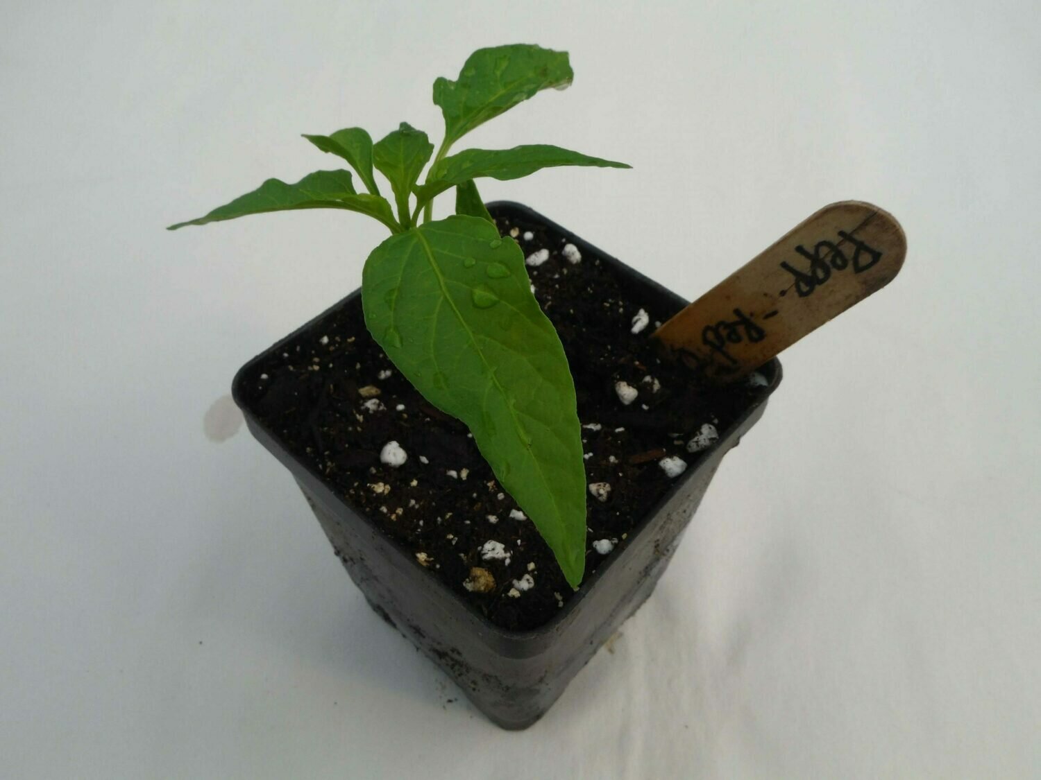 Hot Pepper Seedling - Var: Red Flame (1 per pot) Hot Pepper Seedling - Var: Red Flame (1 per pot)