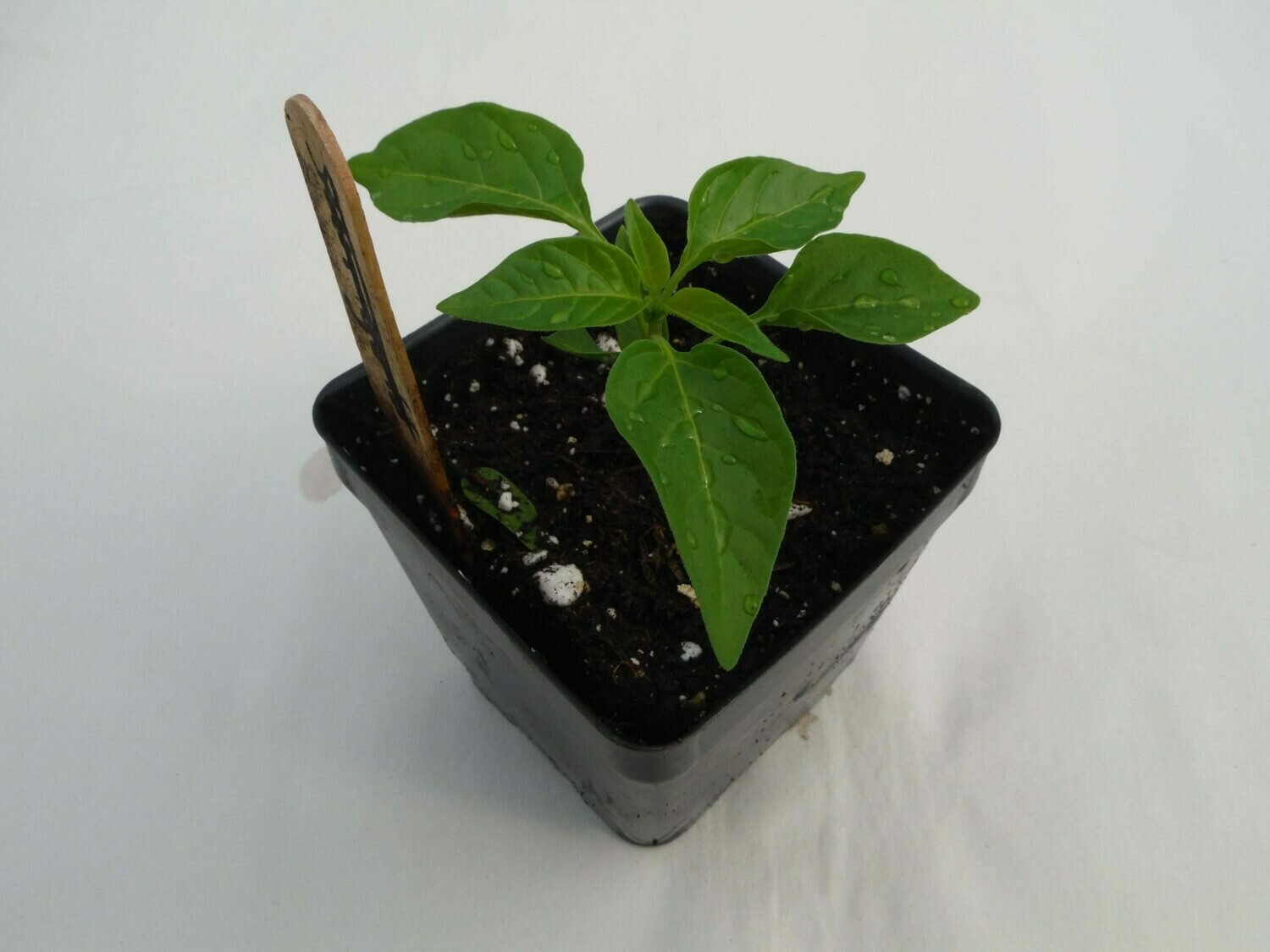 Hot Pepper Seedling Var: Scotch Bonnet (1 per pot) Hot Pepper Seedling Var: Scotch Bonnet (1 per pot)