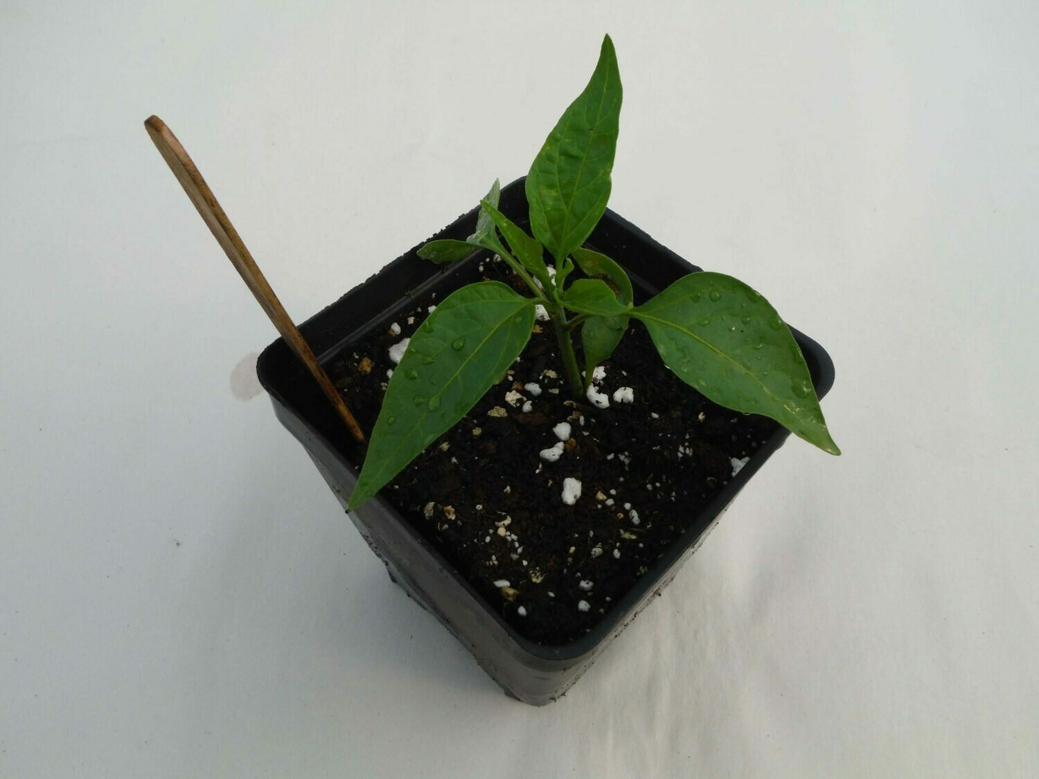 Hot Pepper Seedling - Var: Early Jalapeno (1 per pot) Hot Pepper Seedling - Var: Early Jalapeno (1 per pot)