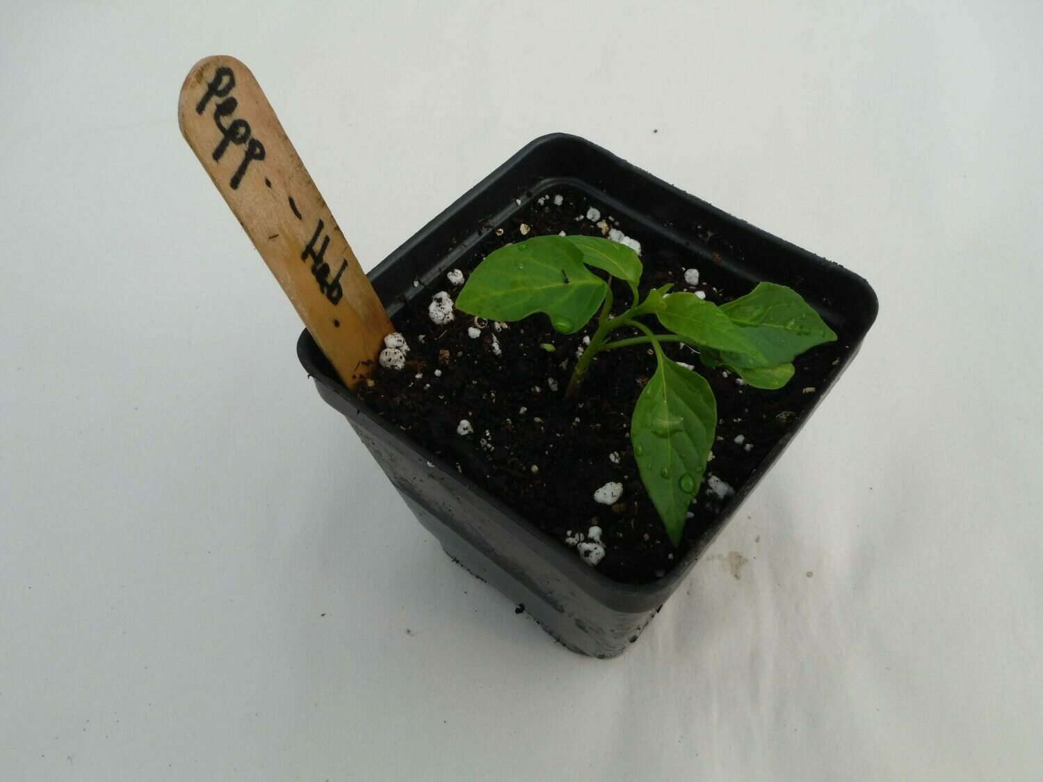 Hot Pepper Seedling - Var: Habanero(1 per pot) Hot Pepper Seedling - Var: Habanero(1 per pot)