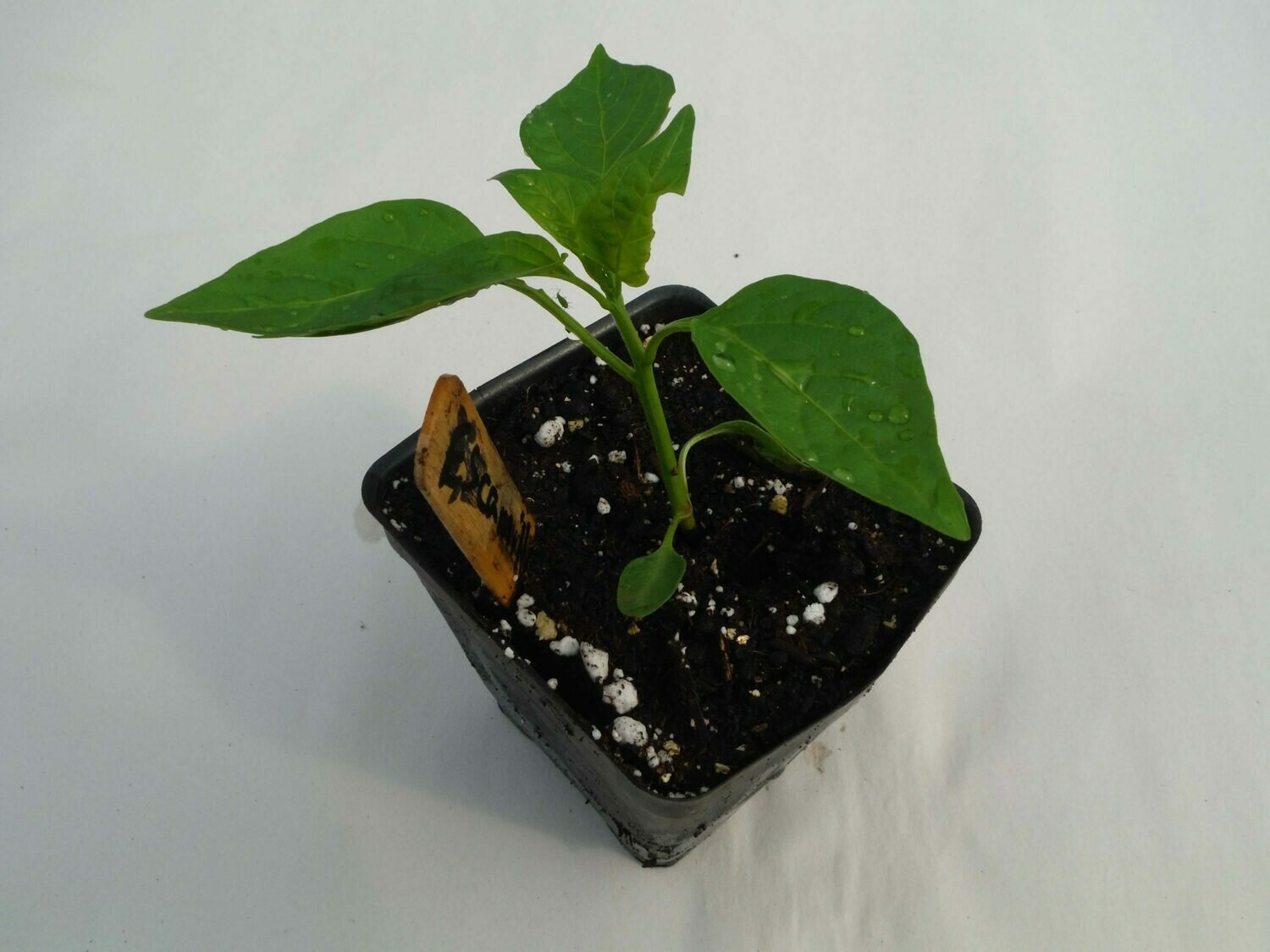 Sweet Pepper Seedling - Var: Escamillo (1 per pot) Sweet Pepper Seedling - Var: Escamillo (1 per pot)
