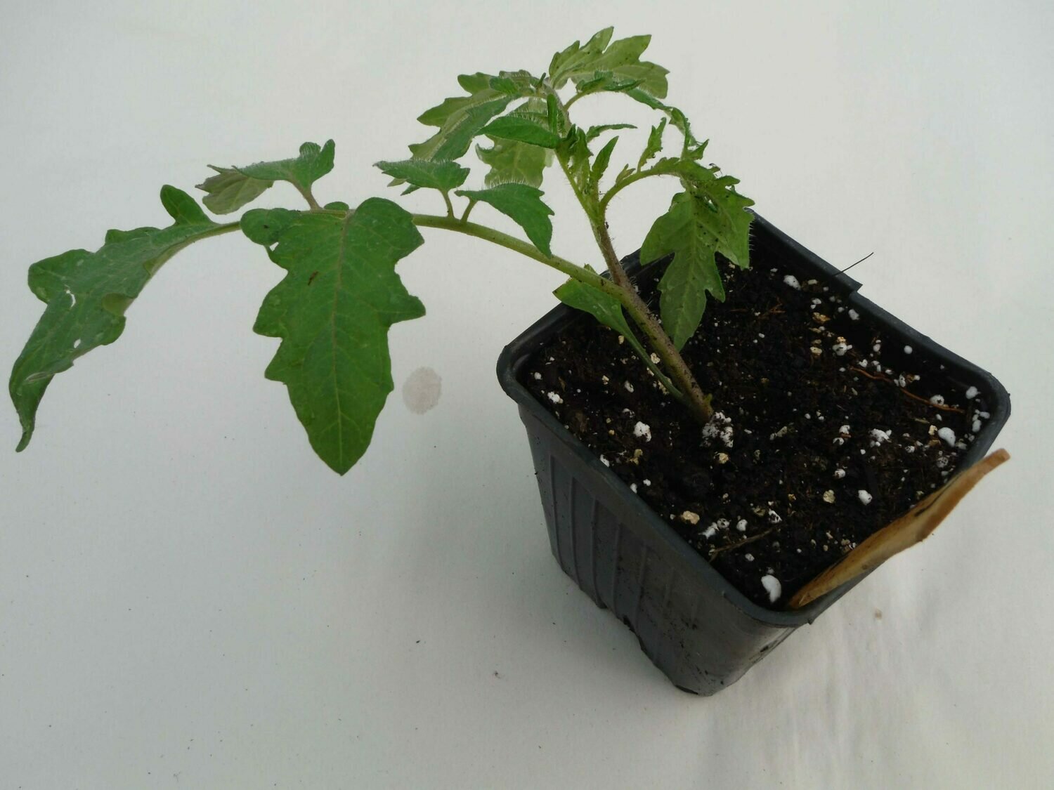 Tomato Seedling - Var: Green Zebra (1 per pot) Tomato Seedling - Var: Green Zebra (1 per pot)