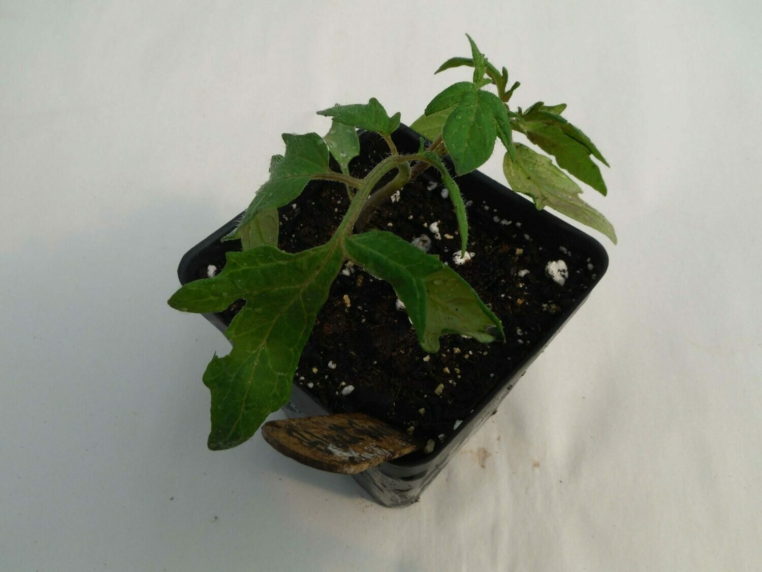 Cherry Tomato Seedling - Var: Black Cherry (1 per pot) Cherry Tomato Seedling - Var: Black Cherry (1 per pot)