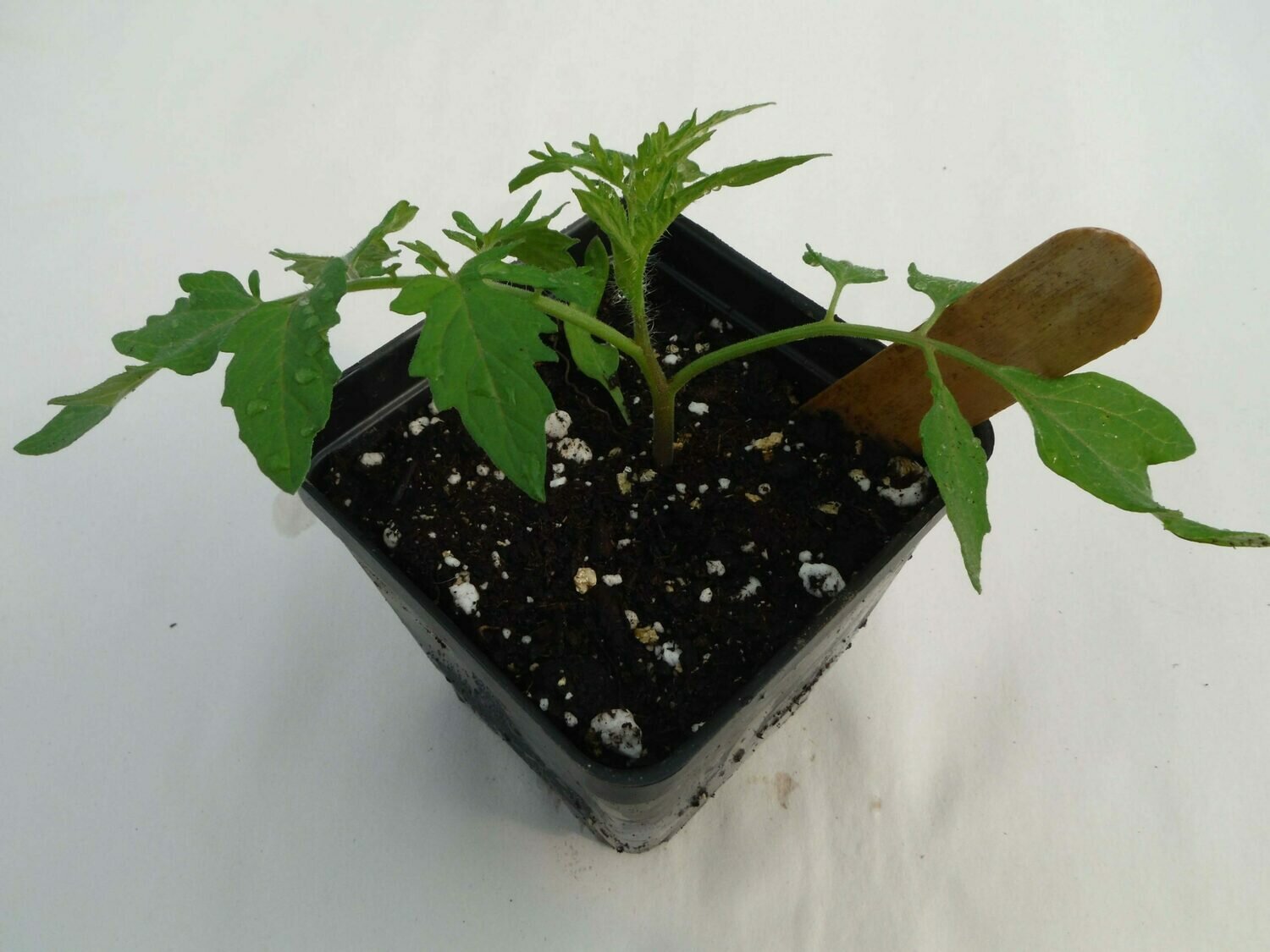 Cherry Tomato Seedling - Var: Sakura (1 per pot) Cherry Tomato Seedling - Var: Sakura (1 per pot)
