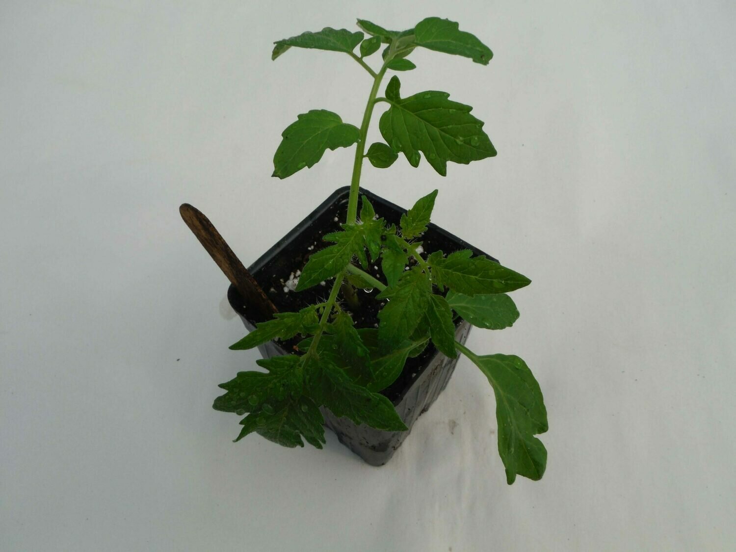 Cherry Tomato Seedling - Var: Esterina (1 per pot) Cherry Tomato Seedling - Var: Esterina (1 per pot)