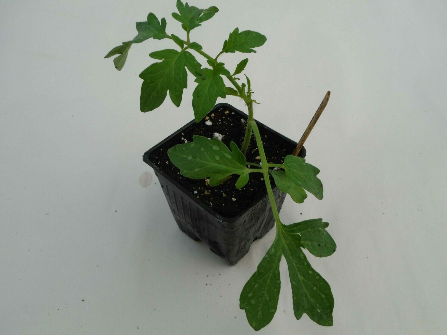 Cherry Tomato Seedling - Var: Sungold (1 per pot) Cherry Tomato Seedling - Var: Sungold (1 per pot)