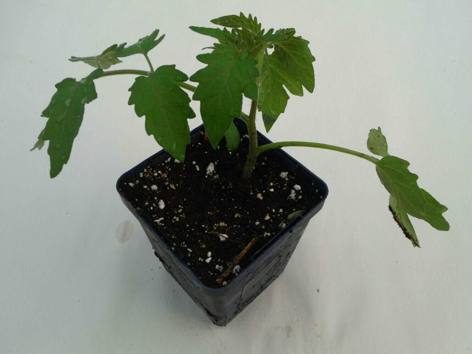 Tomato Seedling - Unknown variety (1 per pot) Tomato Seedling - Unknown variety (1 per pot)