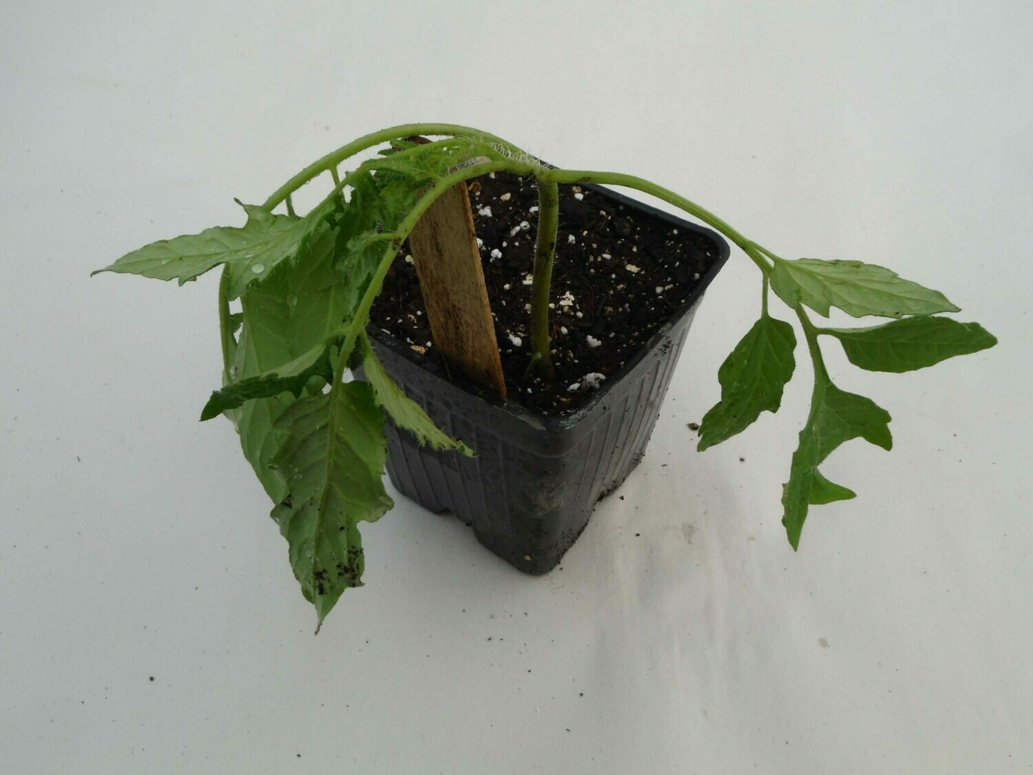 Tomato Seedling - Var: Amish Paste (1 per pot) Tomato Seedling - Var: Amish Paste (1 per pot)