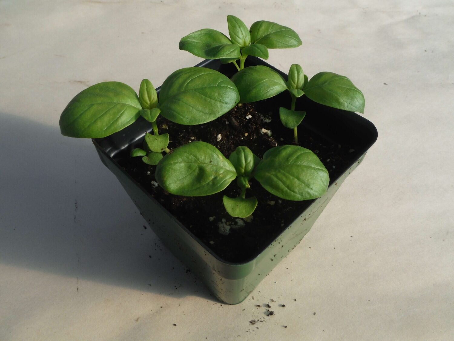 Basil (Italian) - var.: mia prospera (4 to 6 plants per pot)