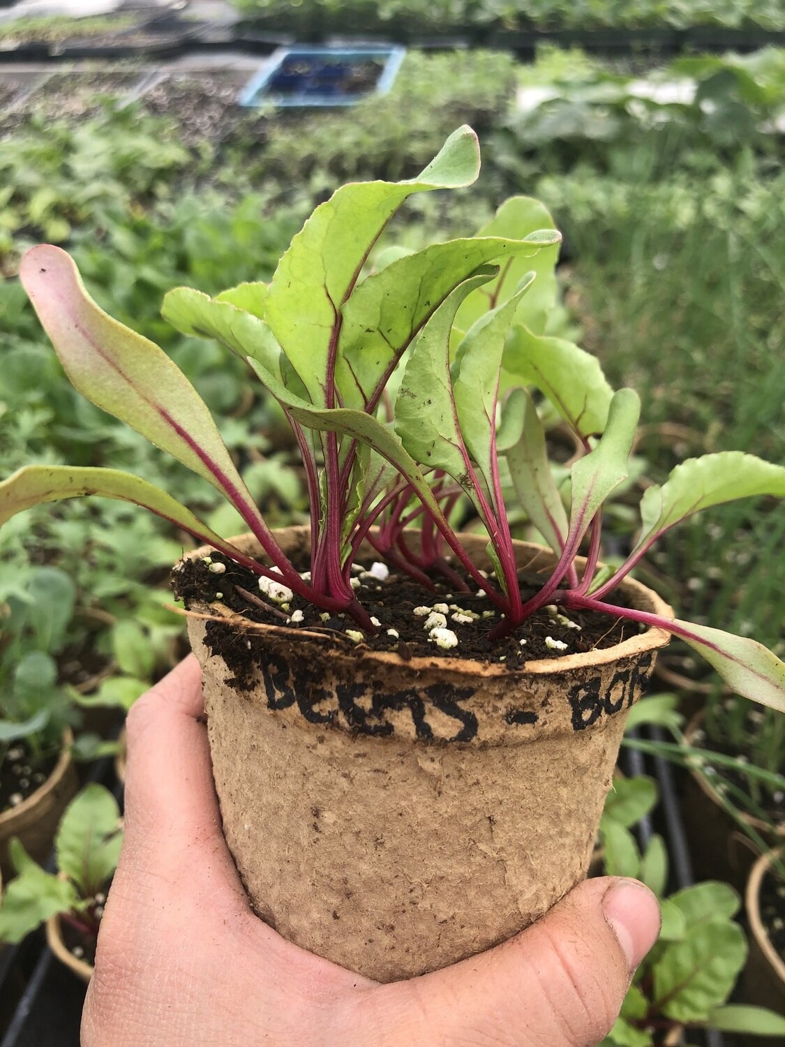 Beets (red) - var.: boro (8 to 12 plants per pot)